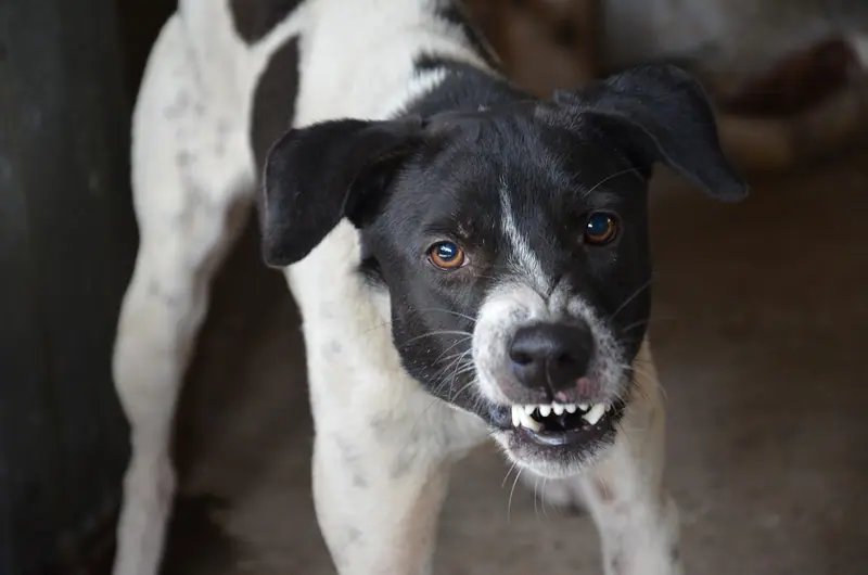 Chien qui montre les dents en signe de menace