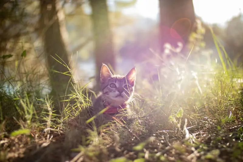 Chat aux pupilles dilatées dans la pénombre
