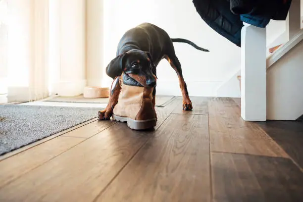 Chien qui mâchouille une chaussure