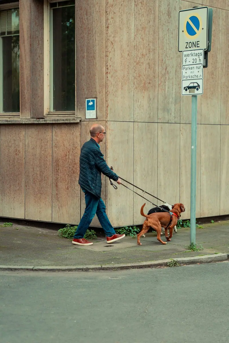 Chien en laisse qui découvre l’environnement urbain