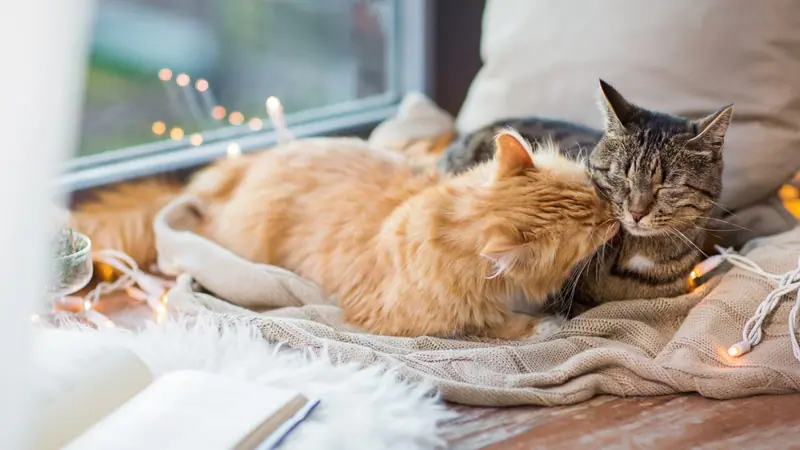 Deux chats qui partagent le même espace
