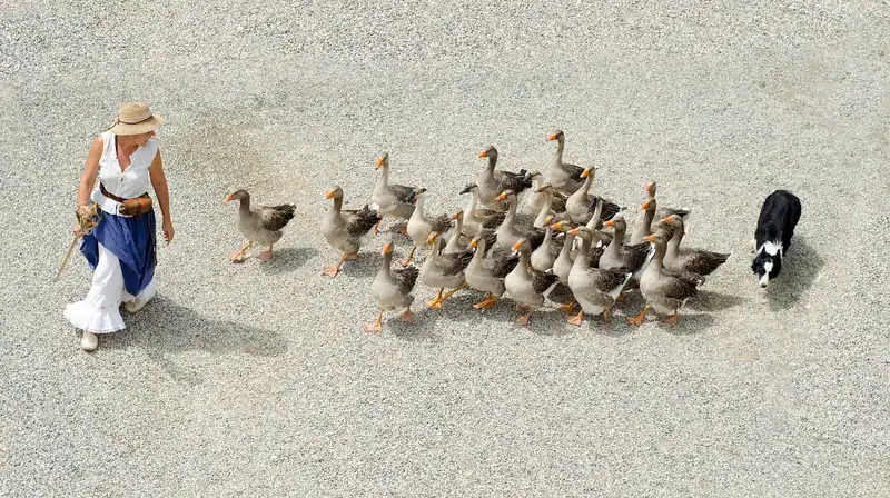 Une famille d’oies qui marche en file derrière son guide
