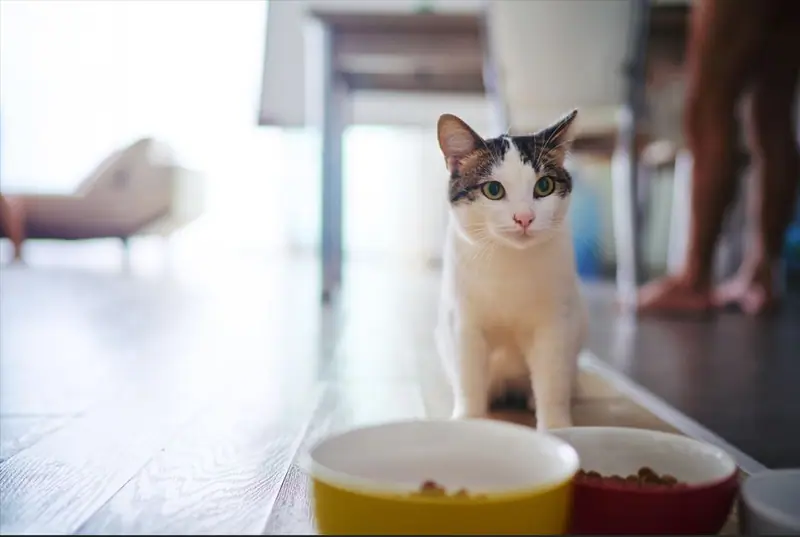 Chat devant sa gamelle de nourriture