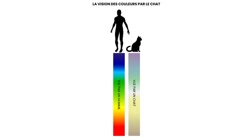Schéma comparant la vision du chat et celle de l’humain