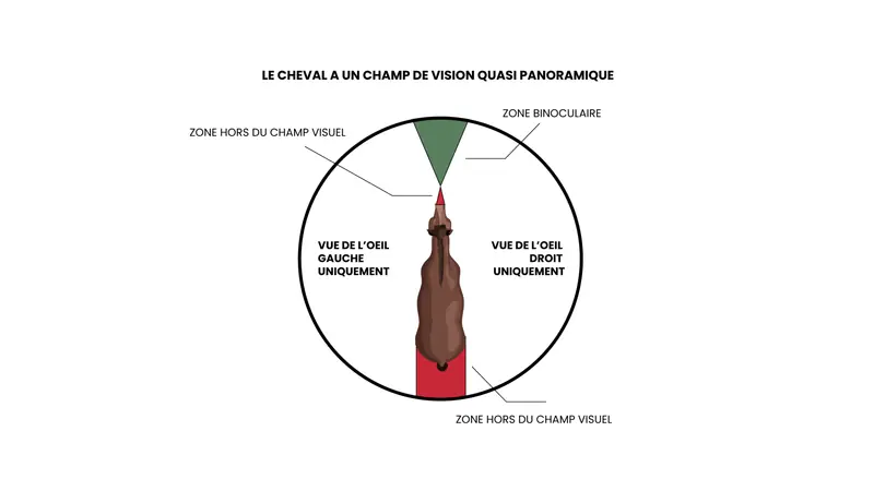 Schéma du champ visuel du cheval