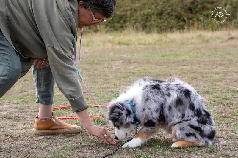 Exercice d’éducation canine : un berger australien guidé en laisse par sa propriétaire