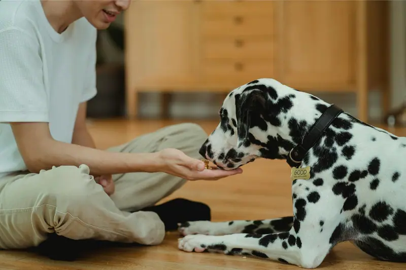 Une femme assise au sol qui tend calmement la main à un dalmatien