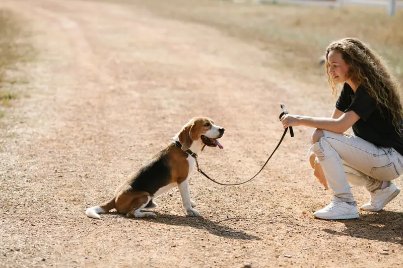 Une jeune femme accroupie face à un beagle en laisse sur un chemin