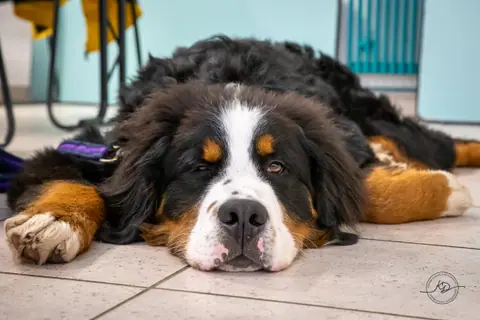Un bouvier bernois allongé, détendu, sur le carrelage d’une salle de formation