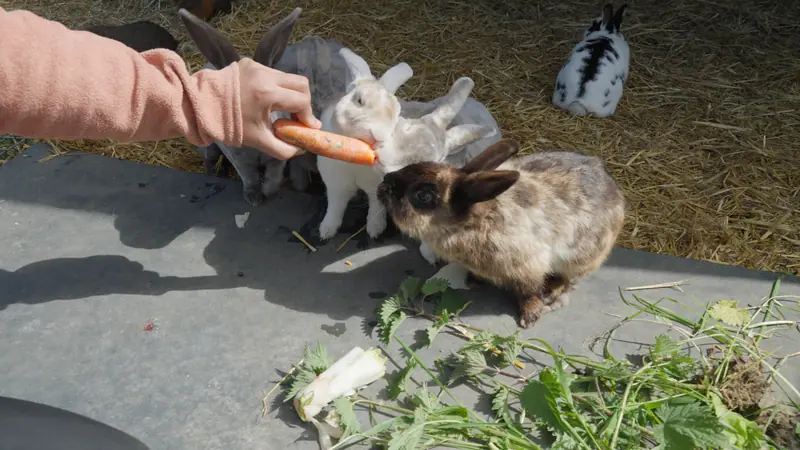 Une main tend une carotte à des lapins dans leur enclos