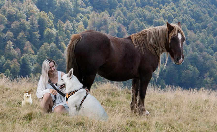 Femme dans un champs avec un cheval, un chien et un chat