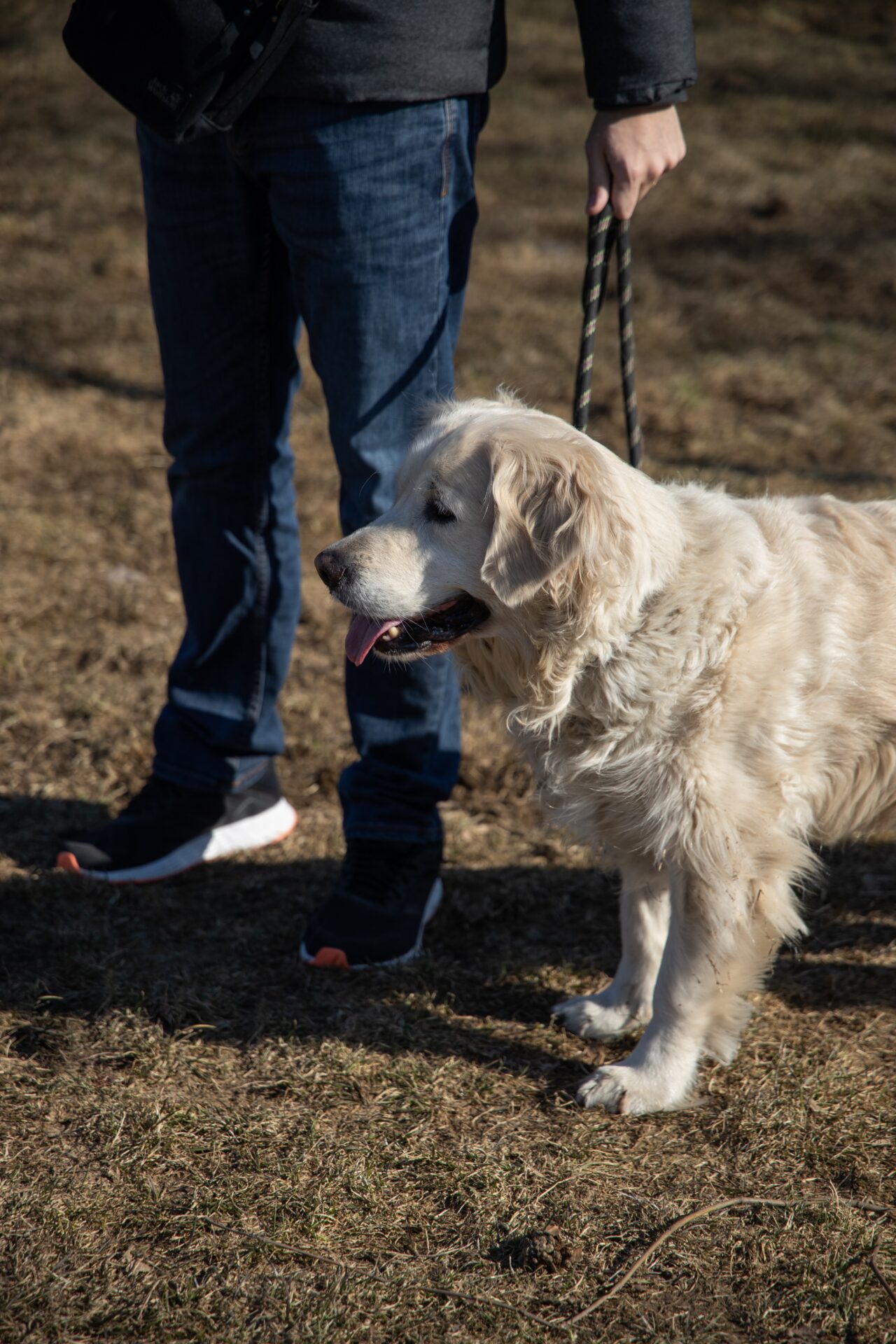 se former comme éducateur canin