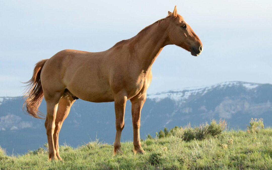 LE MONDE SENSORIEL DU CHEVAL