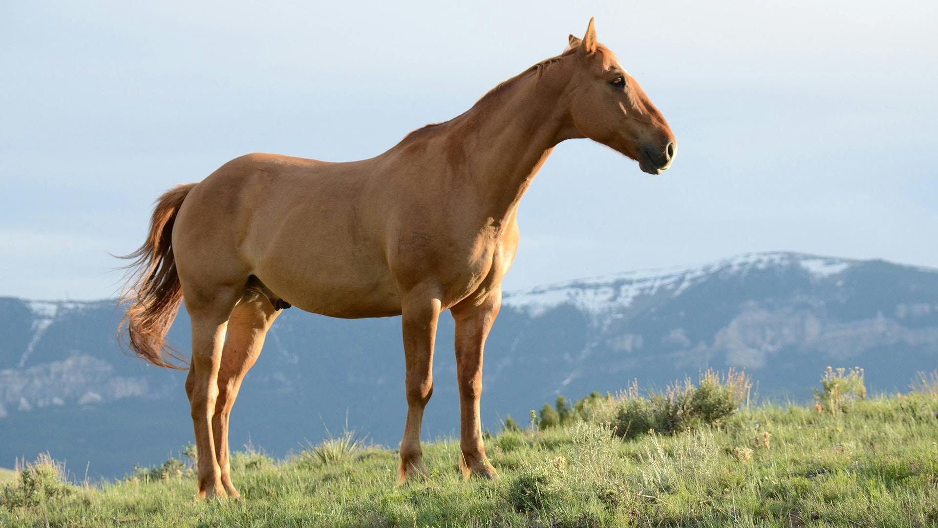 cheval