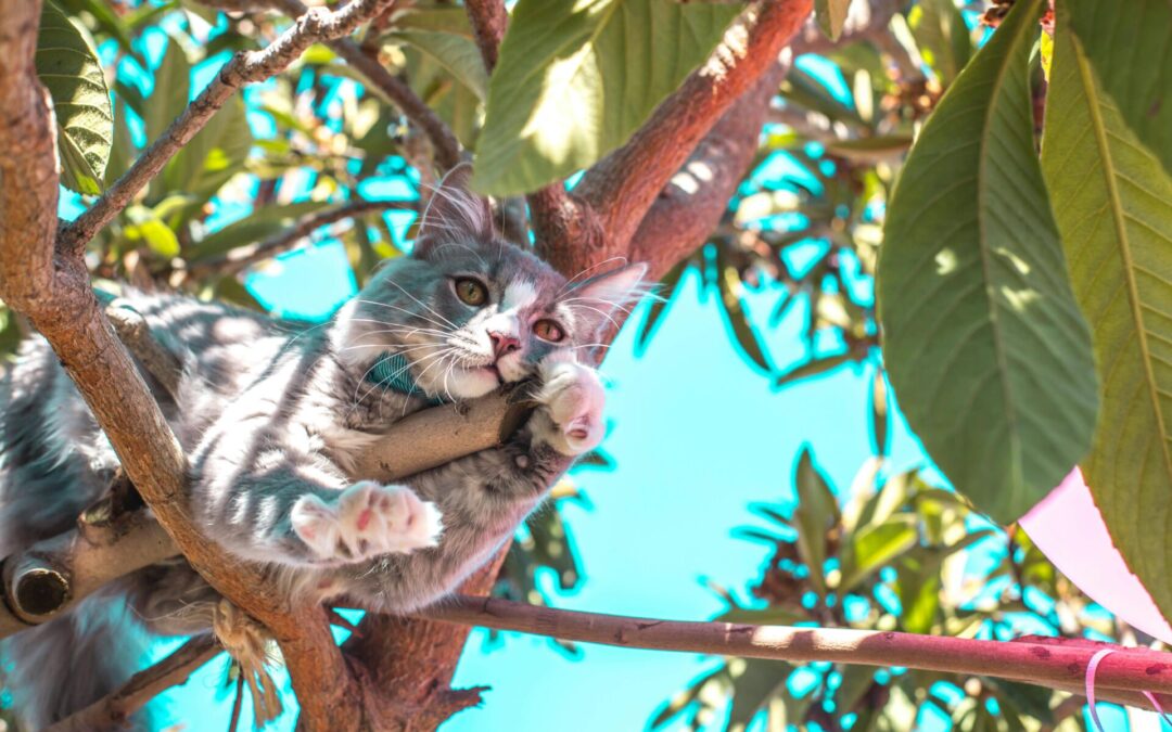 L’accès à l’extérieur pour le chat : bonne ou mauvaise idée ?