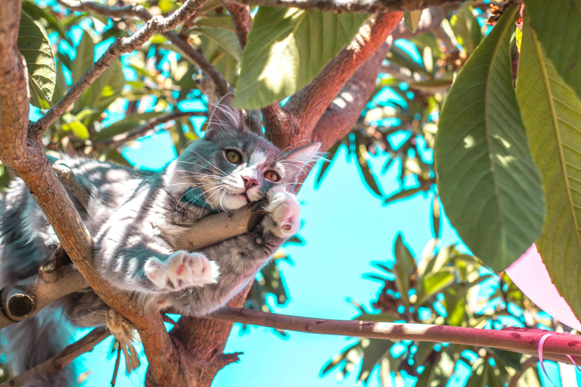 chat dans un arbre