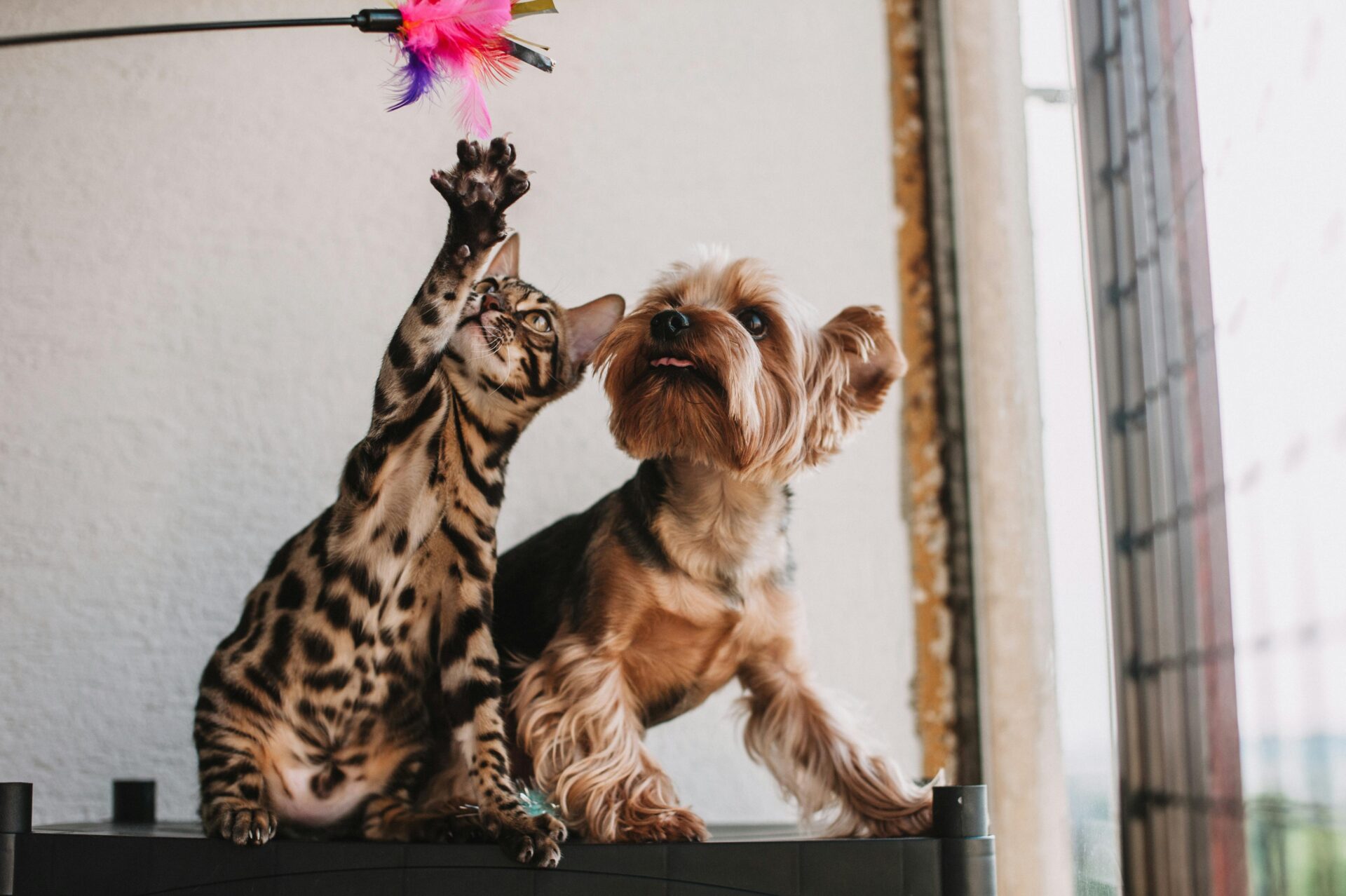 chien et chat qui joue