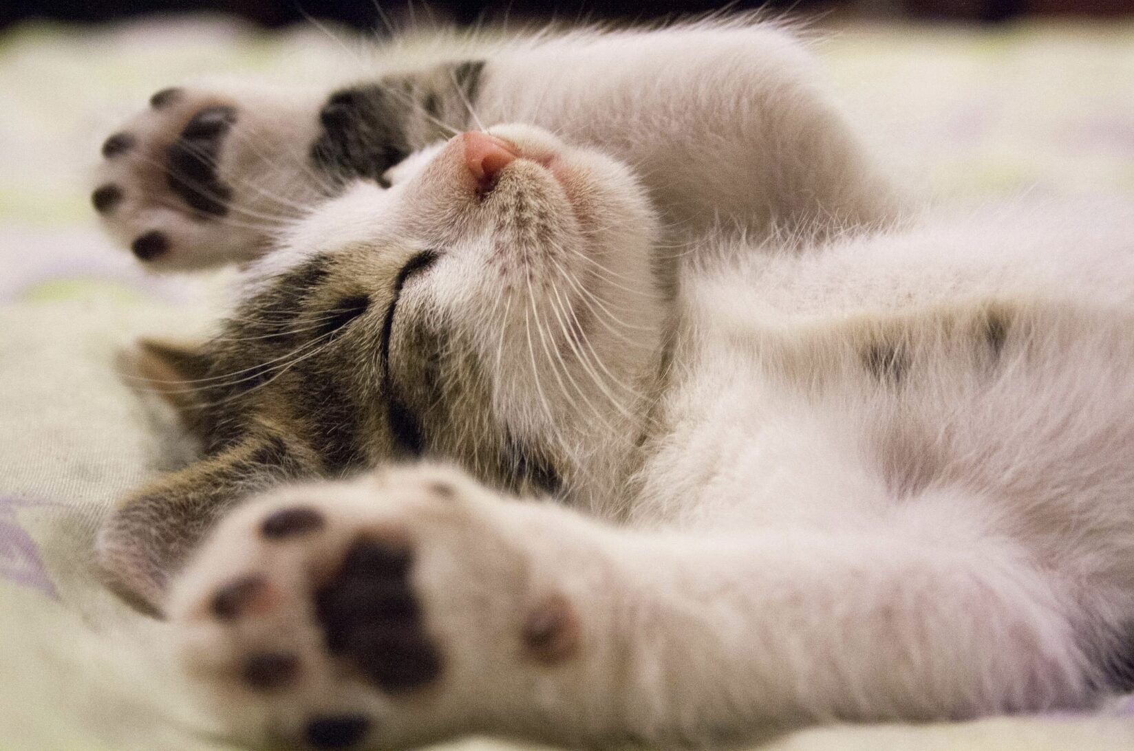 Le monde sensoriel du chat