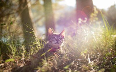 LE MONDE SENSORIEL DU CHAT ou  COMMENT LE CHAT VOIT LE MONDE