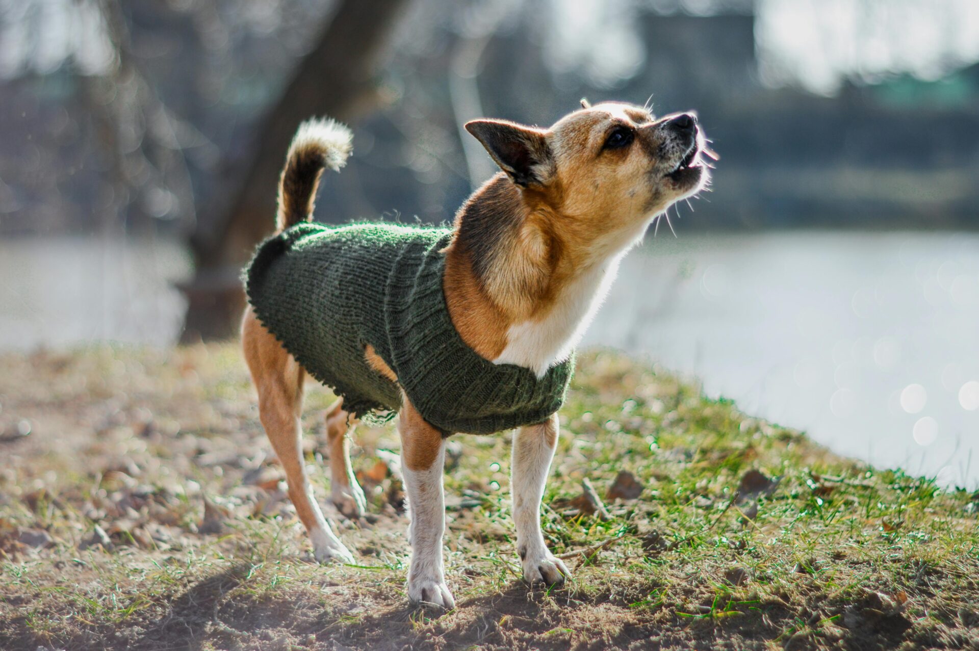 idée reçue n°3 : un chien qui aboie est agressif
