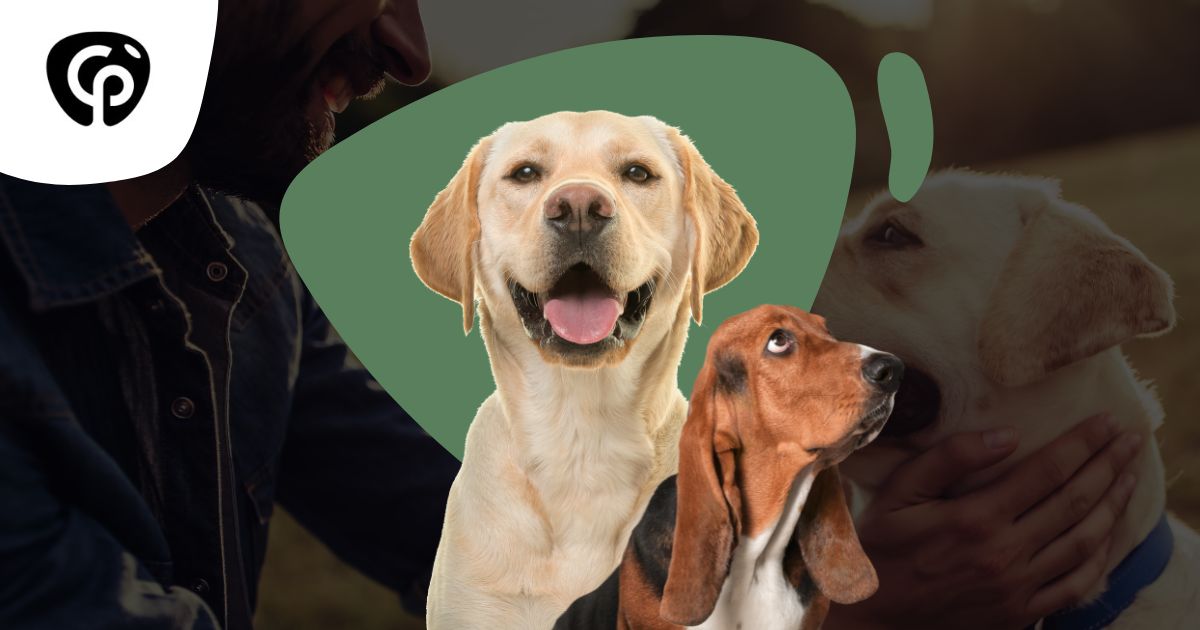 Journée mondiale du chien