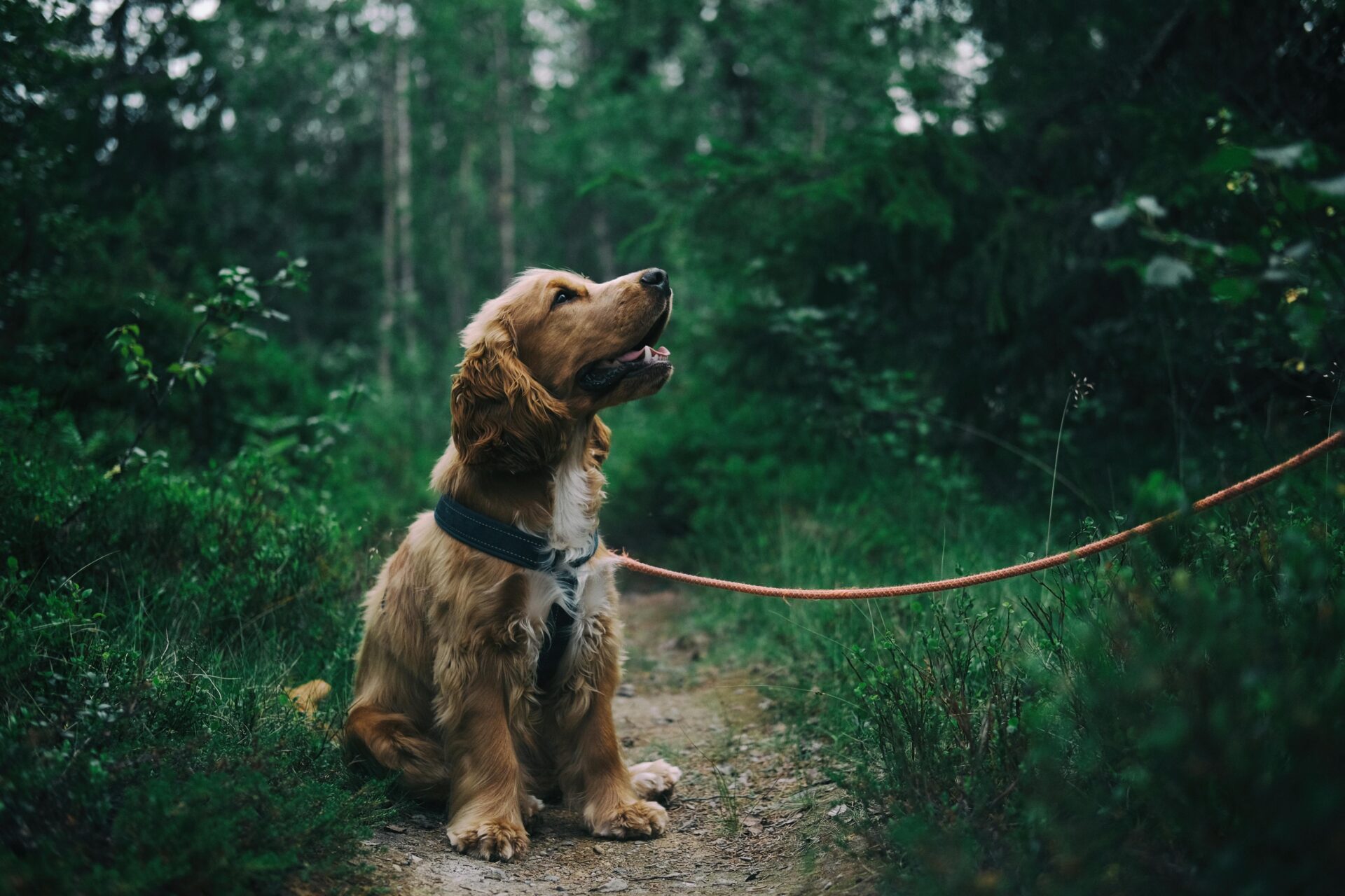 chien