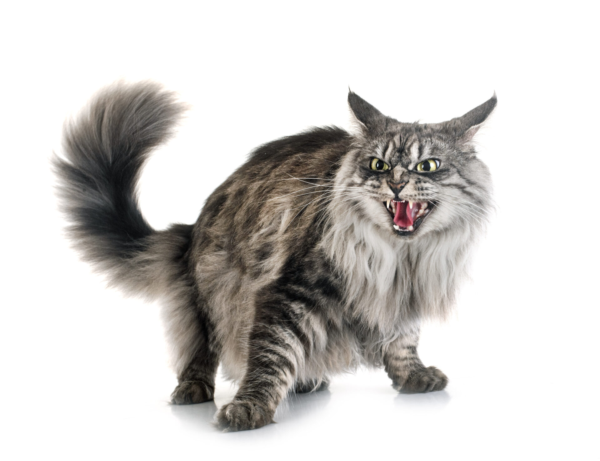 chat