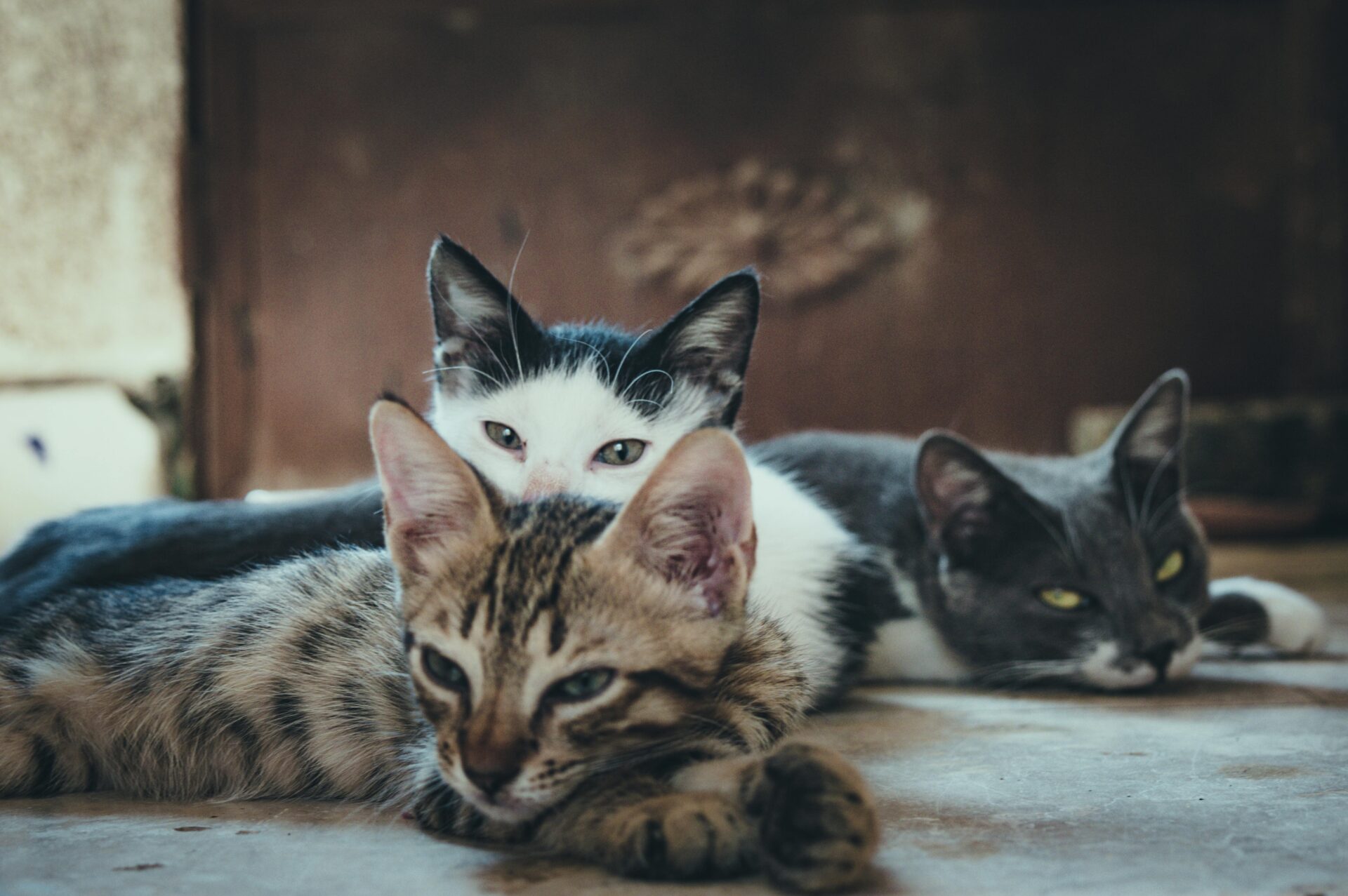 cohabitation entre chats