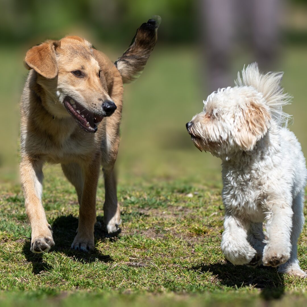 Formation éducateur Canin à Bordeaux