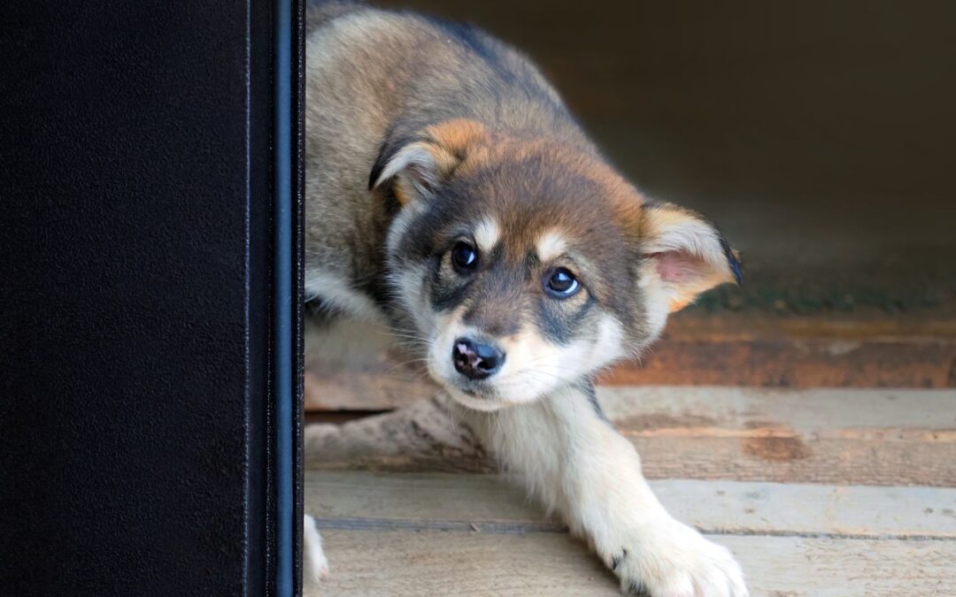 Bruit qui fait peur au chien : comprendre et agir !