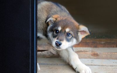 Bruit qui fait peur au chien : comprendre et agir !