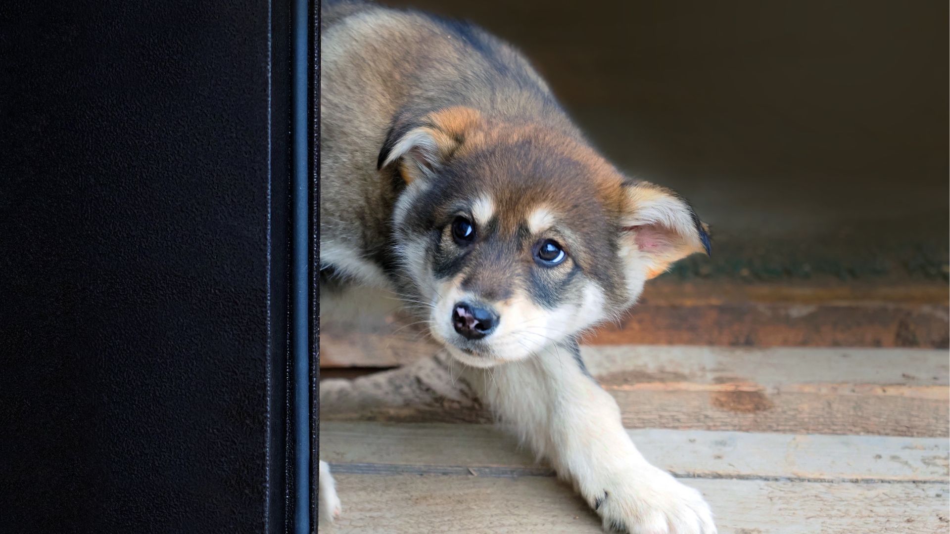 bruit qui fait peur au chien