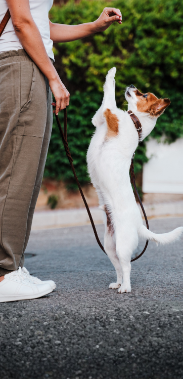 Design sans titre 22 Copie