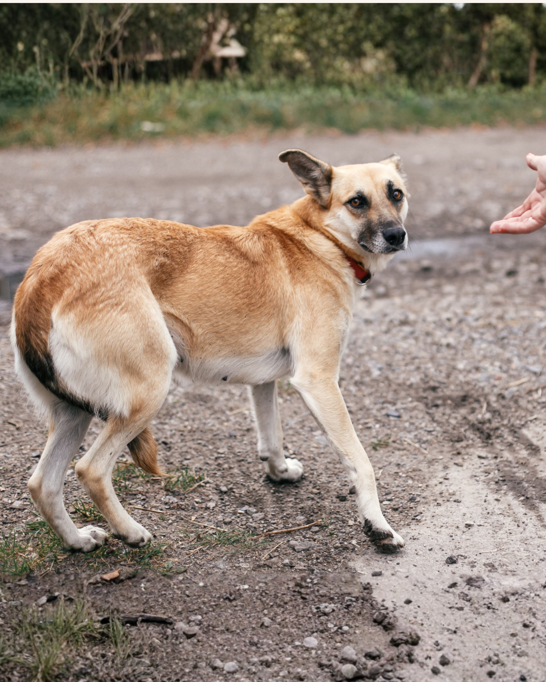 Post Instagram Merci Minimaliste Rouge et Beige