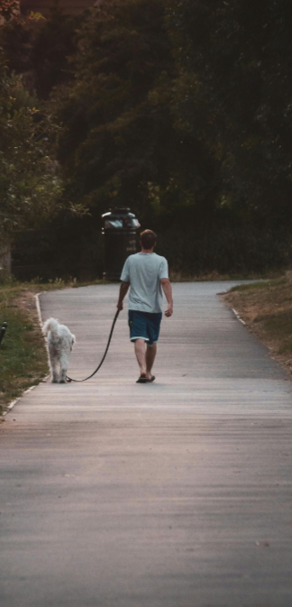 laisse chien