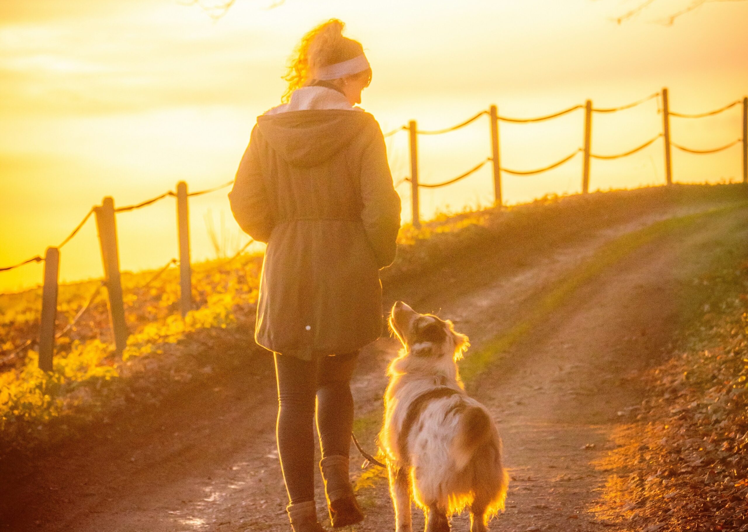 Chien femme au soleil