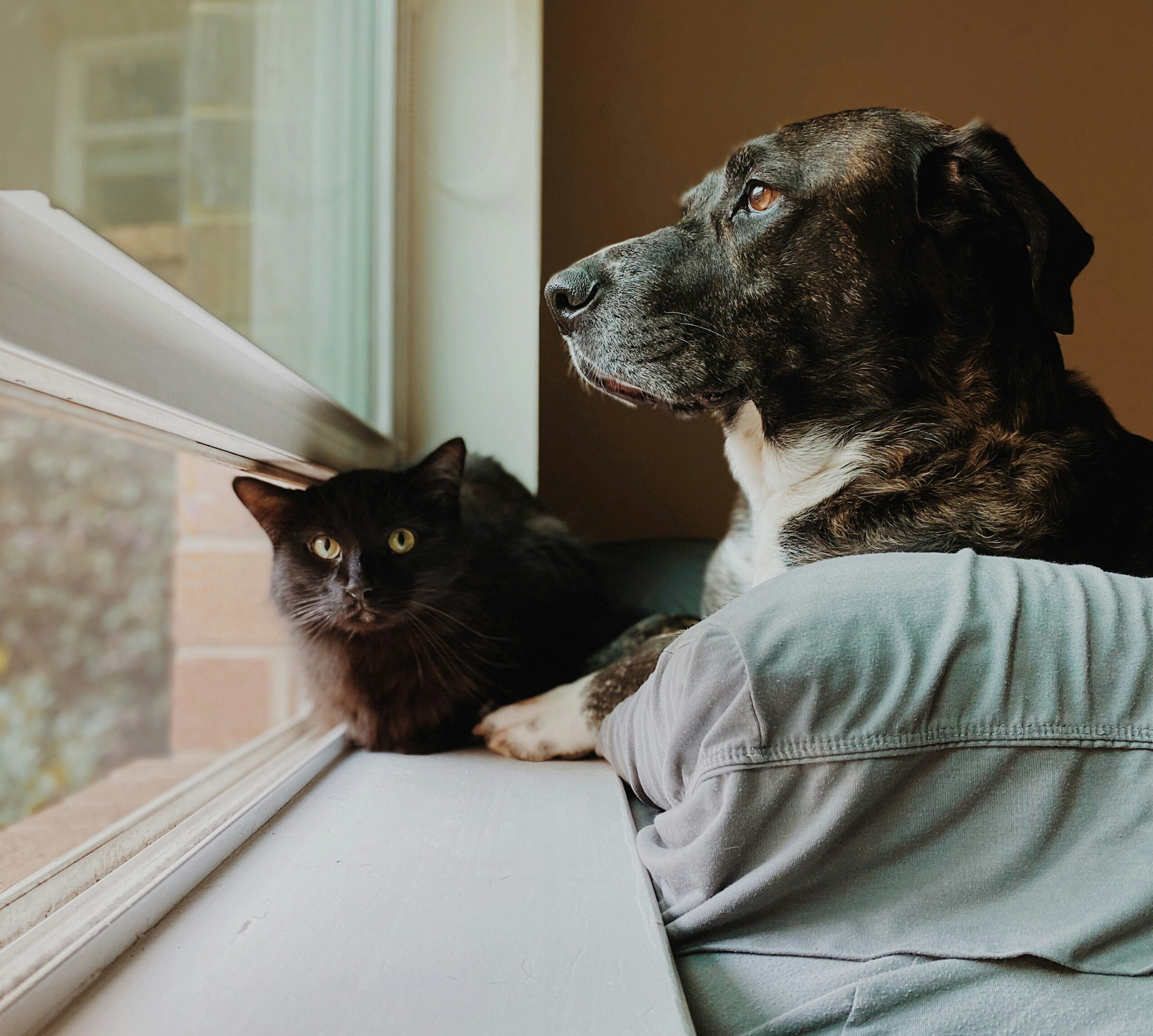 chien et chat
