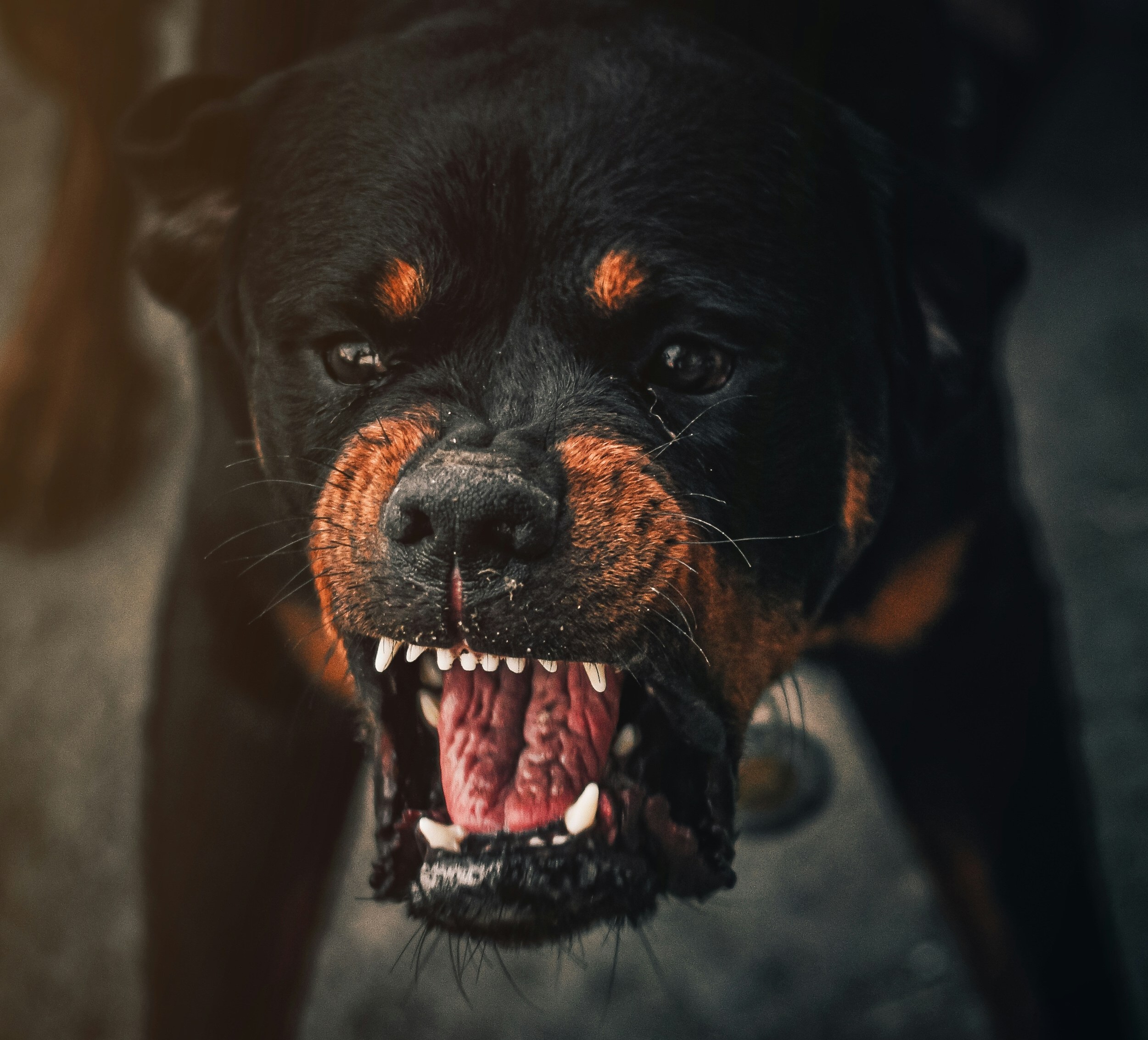comportement animal agressif