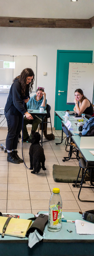 chien qui lève la patte sur une fleur
