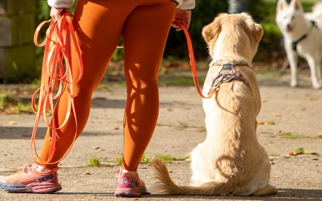 Comment votre façon de marcher peut influencer le comportement de votre chien en balade