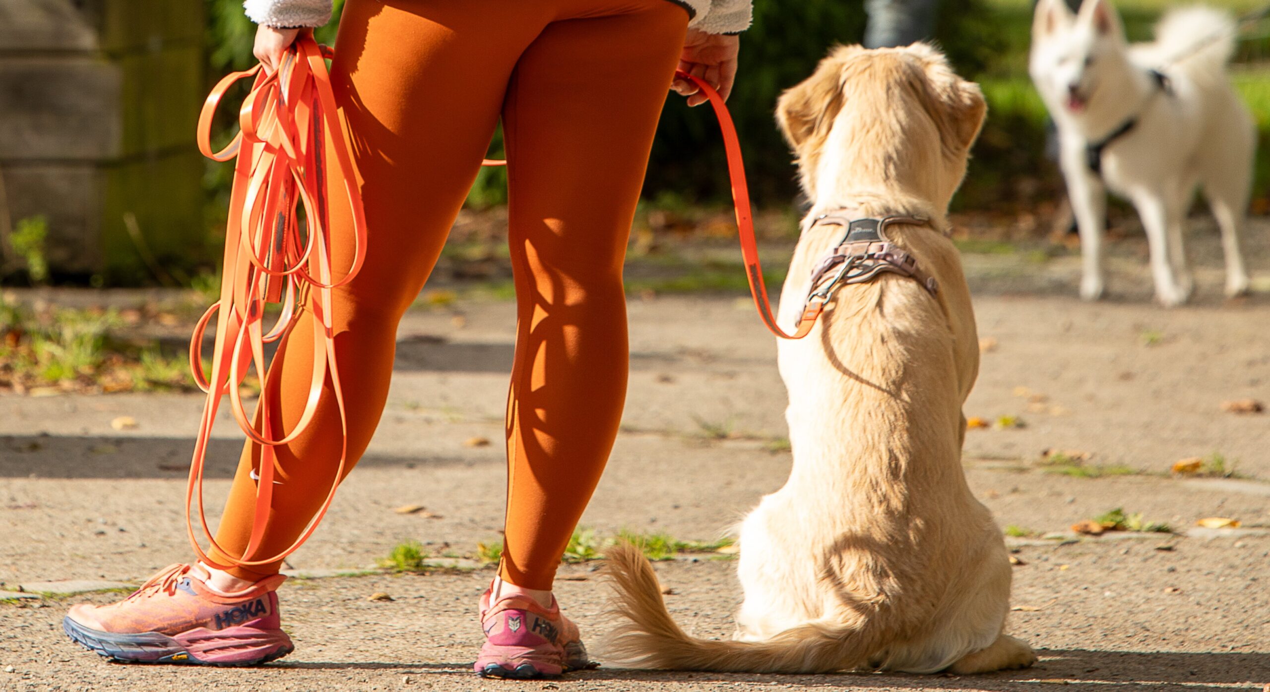 Formation educateur canin horizontal scaled
