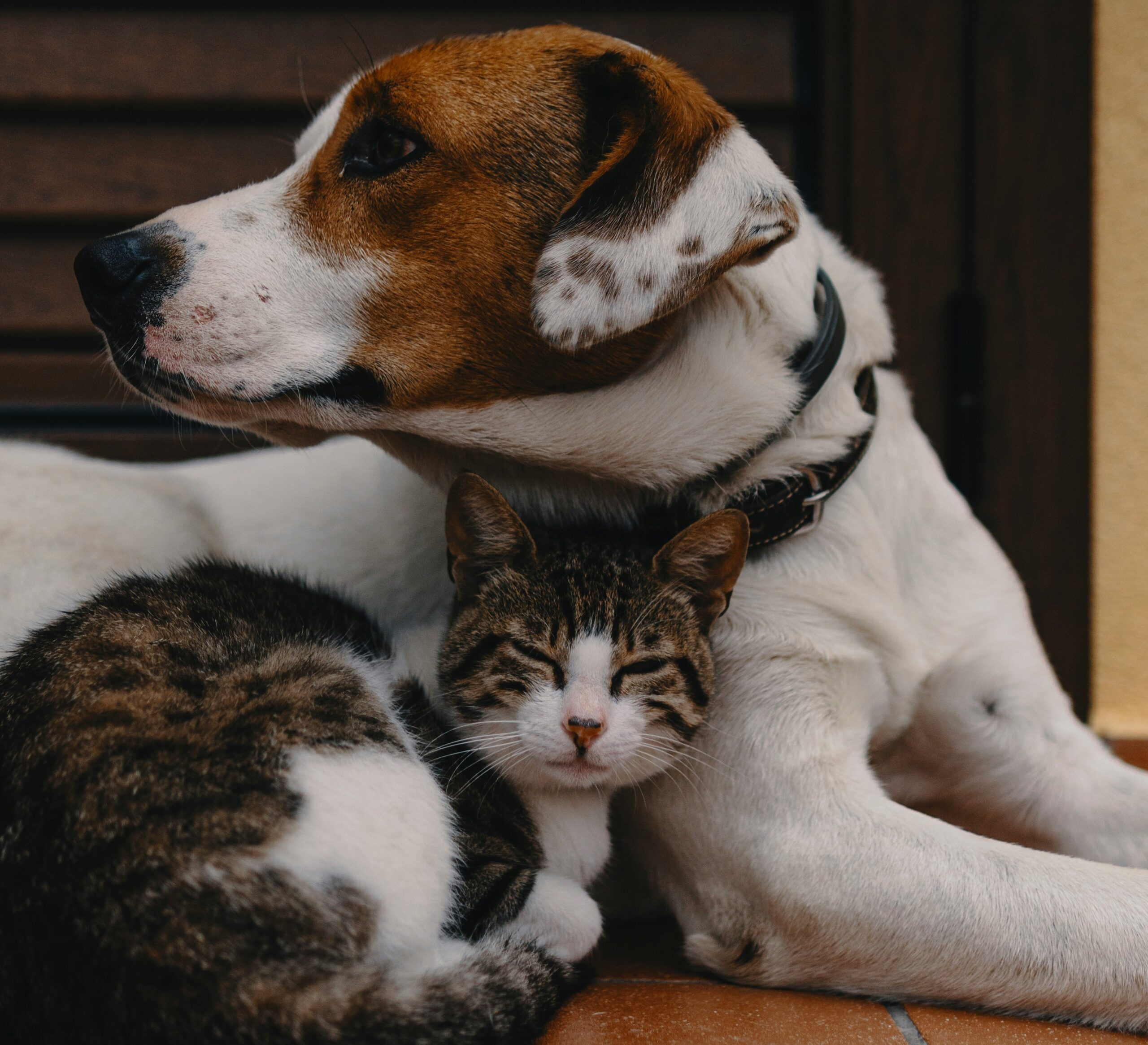 chien chat apaises scaled