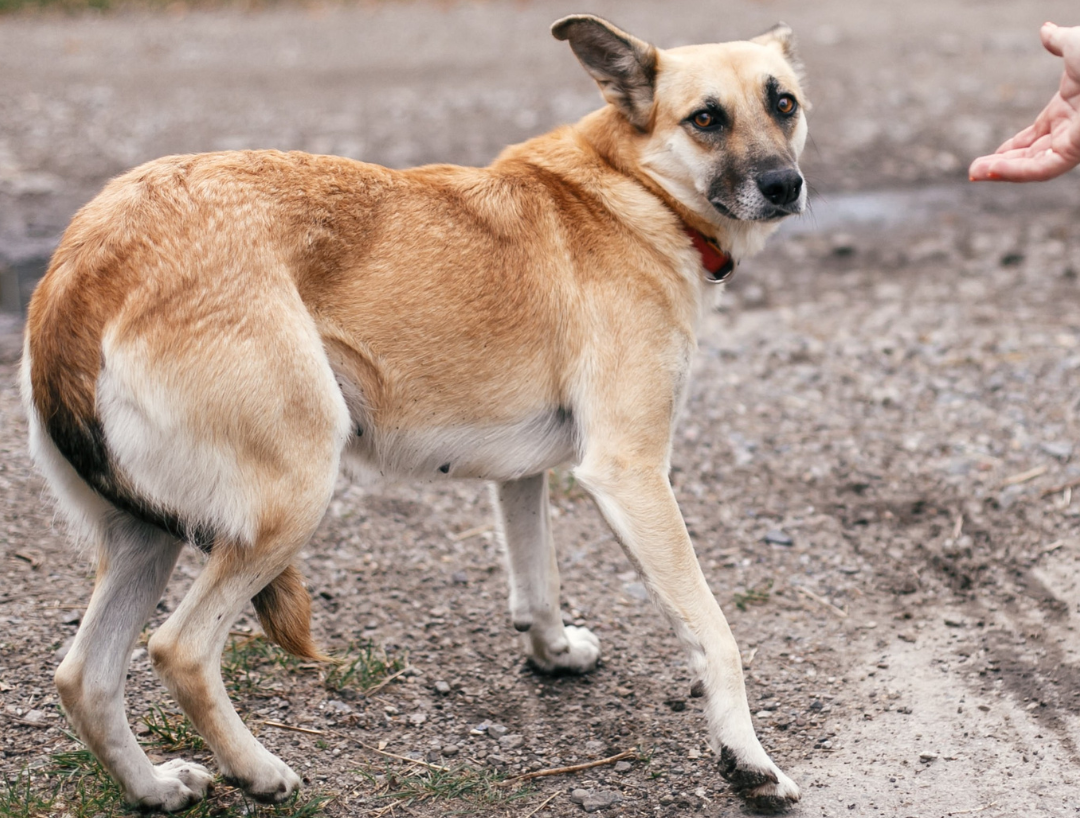 chien qui a peur