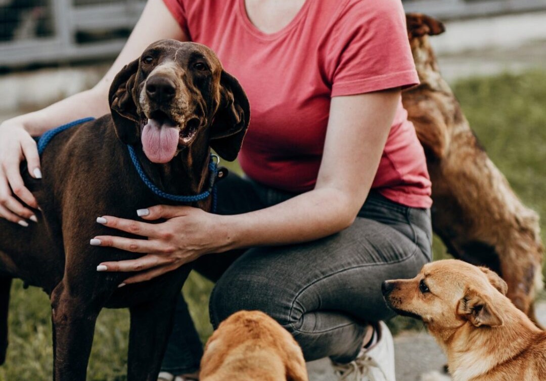 chiens caressés par une humaine