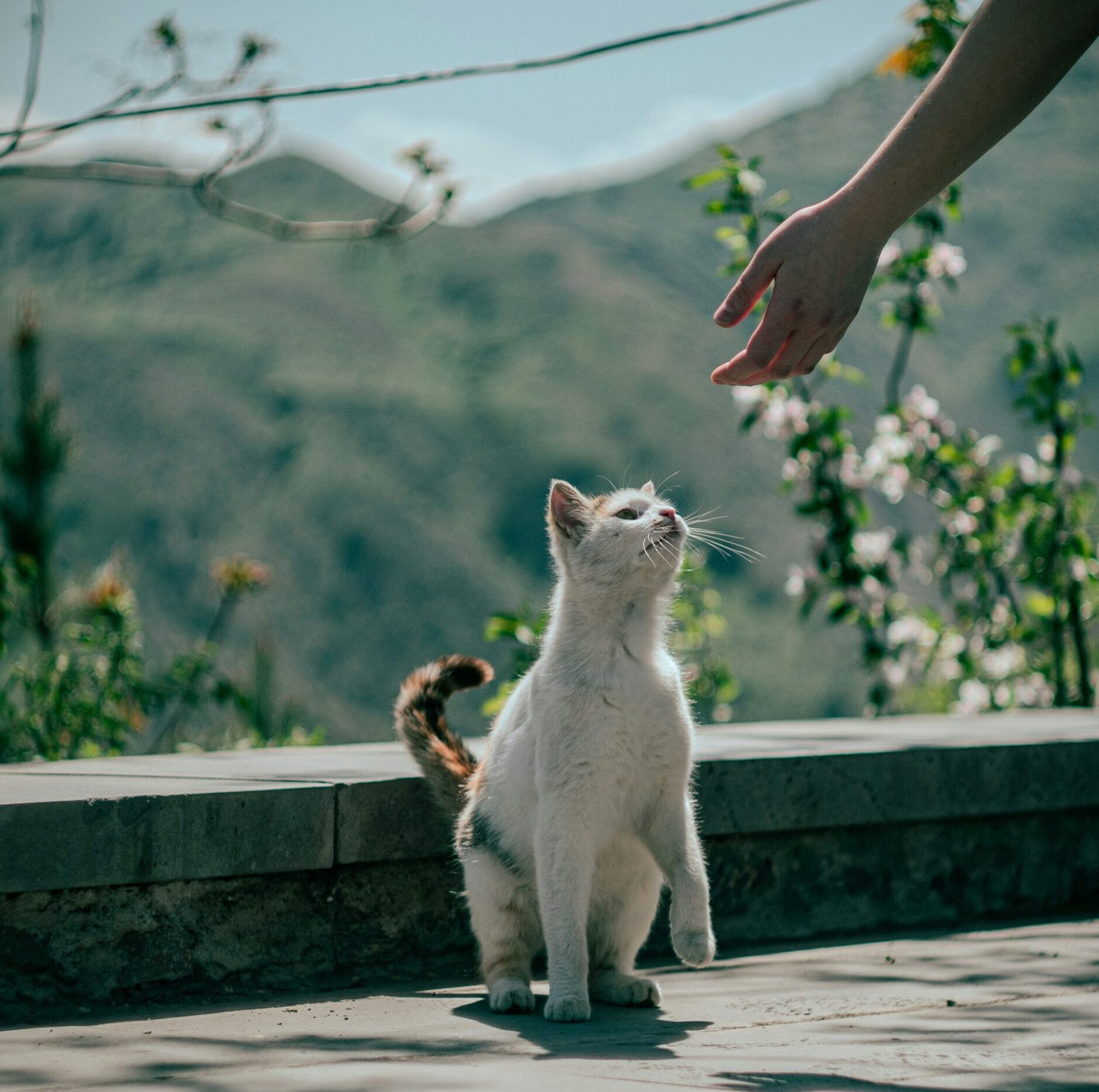 chat-beau-paysage chien et chat