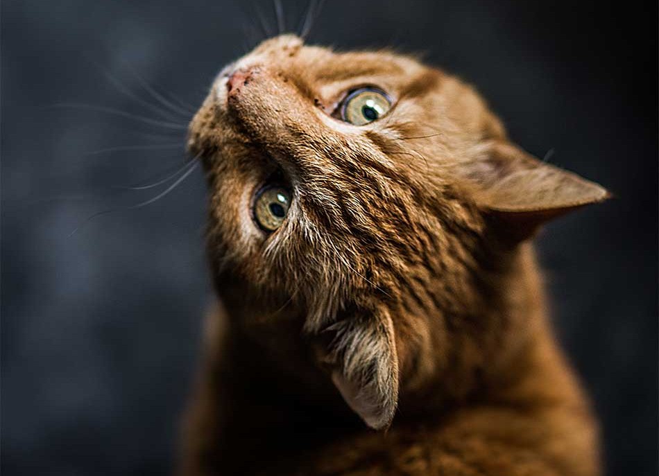 portrait chat