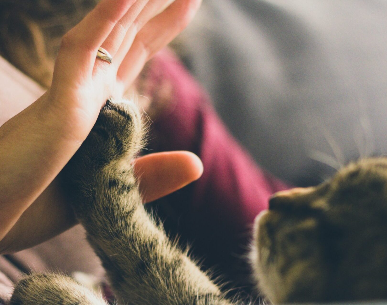 jonas-vincent-xulIYVIbYIc-unsplash (1) comportement animal agressif